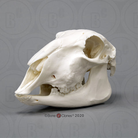 Sheep Skull economy Cast Replica - Ovis aries #BC-354E