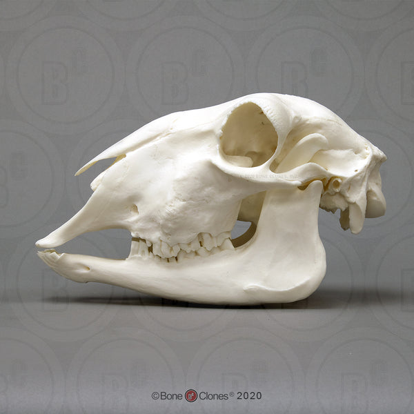 Sheep Skull economy Cast Replica - Ovis aries #BC-354E