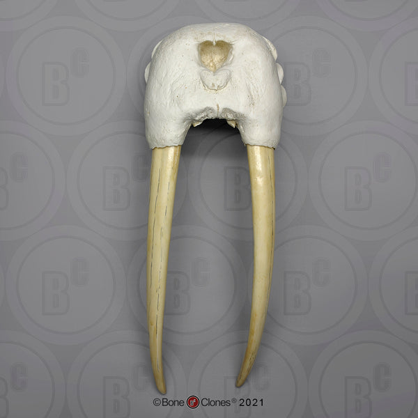 Walrus partial Skull with Tusks Cast Replica - Odobenus rosmarus #BC-108