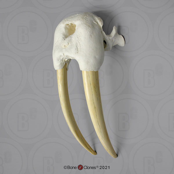 Walrus partial Skull with Tusks Cast Replica - Odobenus rosmarus #BC-108