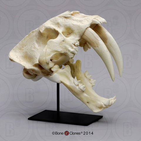 Cat Skull (Sabertooth Cat) Antique Finish Cast Replica - Smilodon populator #BC-103