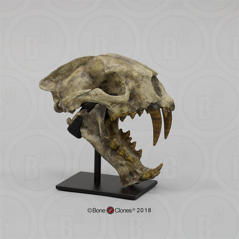Nimravid Skull (False Sabertooth Cat) Cast Replica - Dinictis felina #BC-030