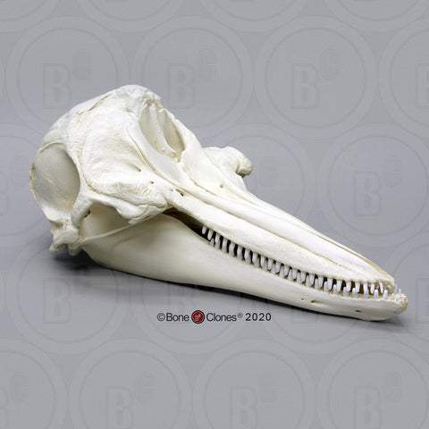 Dolphin Skull (Bottlenose Dolphin) Cast Replica - Tursiops truncatus #BC-033