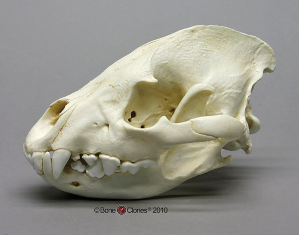 Hyaena Skull (Spotted Hyena) Cast Replica - Crocuta crocuta #BC-032