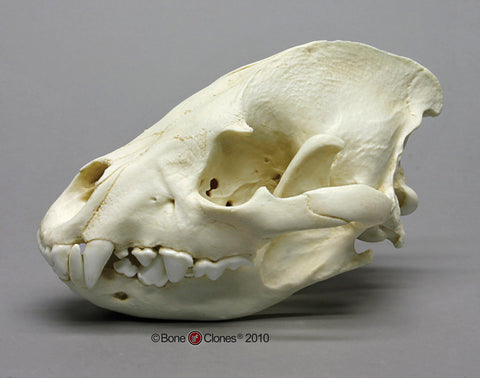 Hyaena Skull (Spotted Hyena) Cast Replica - Crocuta crocuta #BC-032