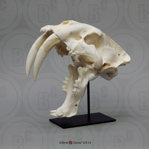 Cat Skull (Sabertooth Cat) Antique Finish Cast Replica - Smilodon fatalis #BC-018A