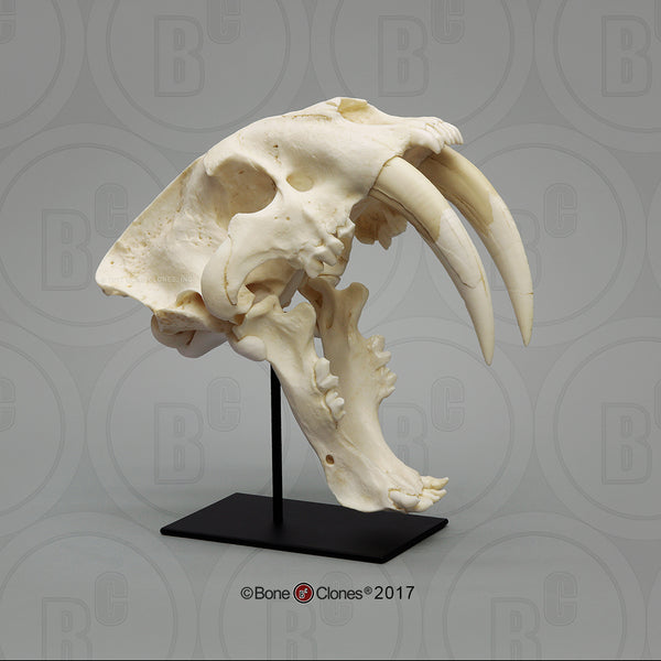 Cat Skull (Sabertooth Cat) Antique Finish Cast Replica - Smilodon fatalis #BC-018A