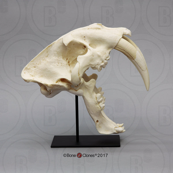 Cat Skull (Sabertooth Cat) Antique Finish Cast Replica - Smilodon fatalis #BC-018A