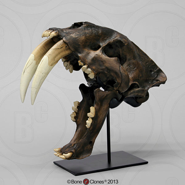 Cat Skull (Sabertooth Cat) Tarpit Finish Cast Replica - Smilodon fatalis #BC-018T