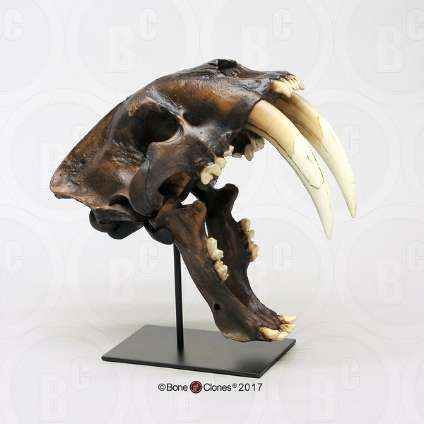 Cat Skull (Sabertooth Cat) Tarpit Finish Cast Replica - Smilodon fatalis #BC-018T