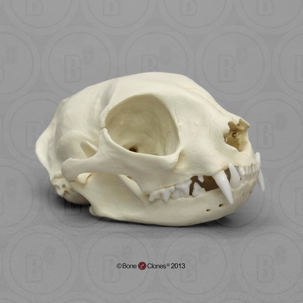 Cat Skull (Domestic Cat) Cast Replica - Felis catus #BC-131