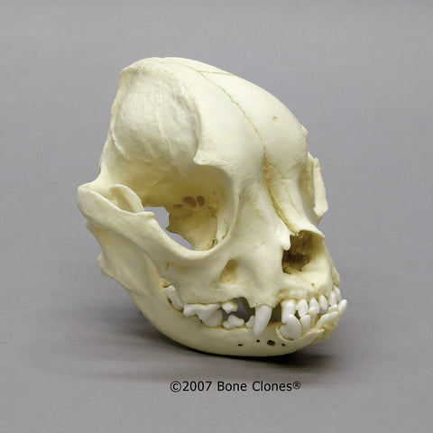 Dog Skull (French Bulldog) Cast Replica - Canis familiaris #BC-139