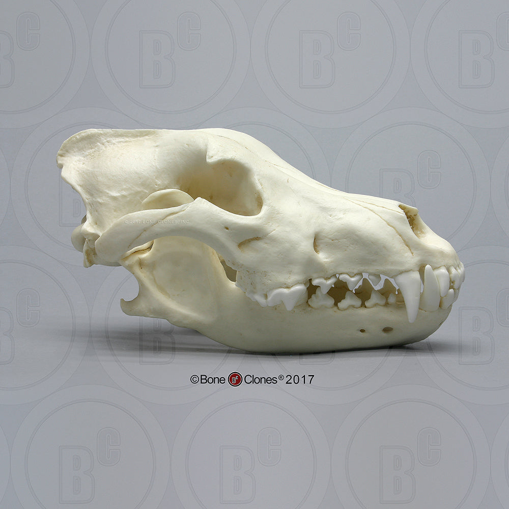 Wolf Skull (Siberian Gray Wolf) Cast Replica Canis lupus #BC-004