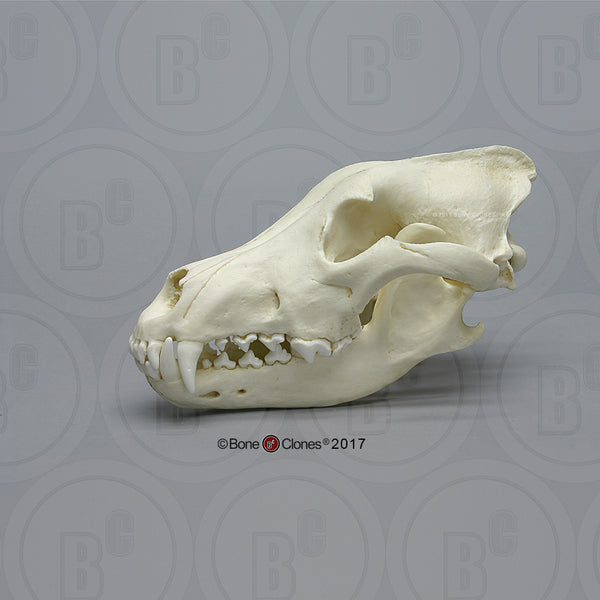Wolf Skull (Siberian Gray Wolf) Cast Replica - Canis lupus #BC-004