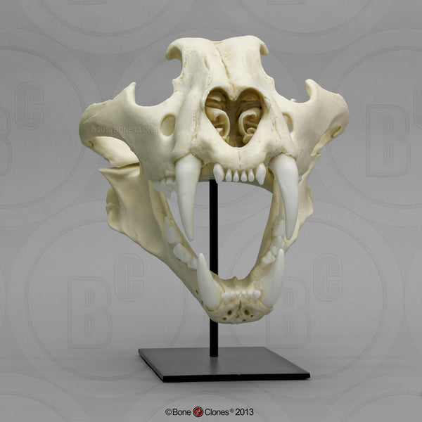 Cat Skull (Siberian Tiger) Cast Replica - Panthera tigris altaica #BC-008