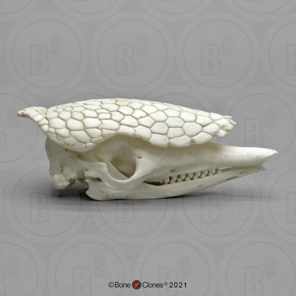 Armadillo Skull (Nine-banded Armadillo) Cast Replica - Dasypus novemcinctus #BC-288