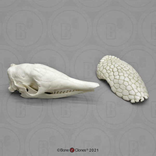 Armadillo Skull (Nine-banded Armadillo) Cast Replica - Dasypus novemcinctus #BC-288
