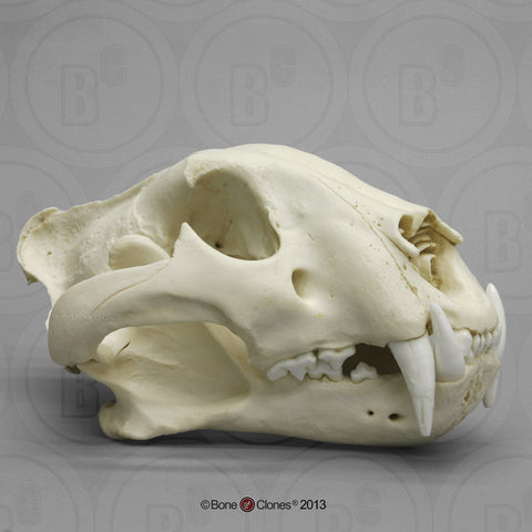 Cat Skull (Bengal Tiger) Cast Replica - Panthera tigris tigris #BC-289