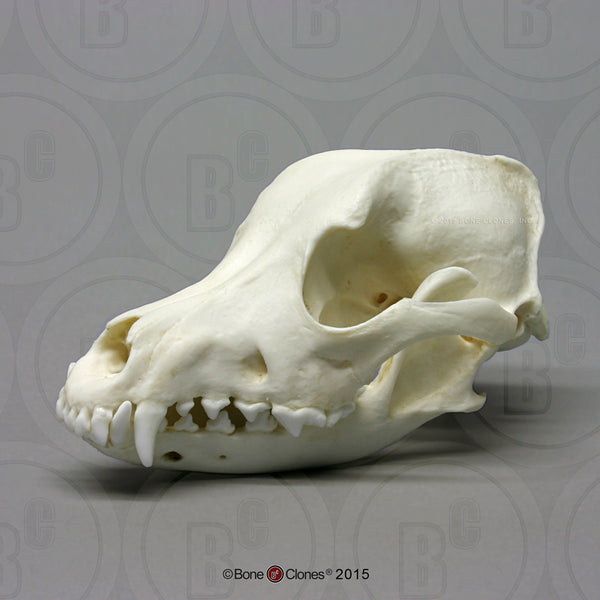 Dog Skull (Airedale) Cast Replica - Canis familiaris #BC-127