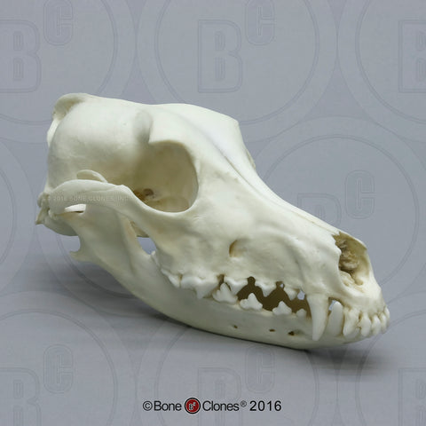 Dog Skull (Saluki) Cast Replica - Canis familiaris #BC-126