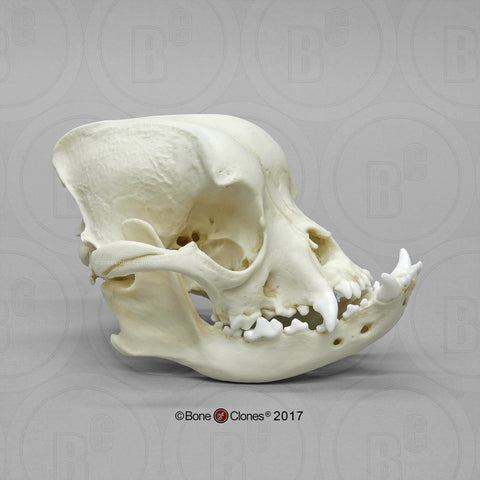 Dog Skull (English Bulldog) Cast Replica - Canis familiaris #BC-128