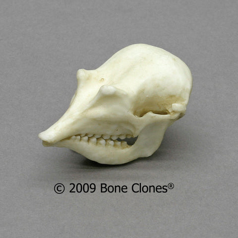 Dietary Comparison Economy Skull Set - Bone Clones, Inc. - Osteological  Reproductions