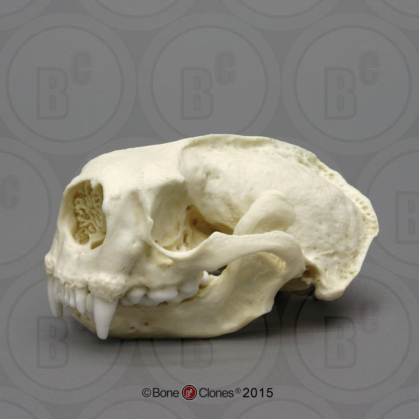 Otter Skull (Sea Otter) Cast Replica - Enhydra lutris #BC-014