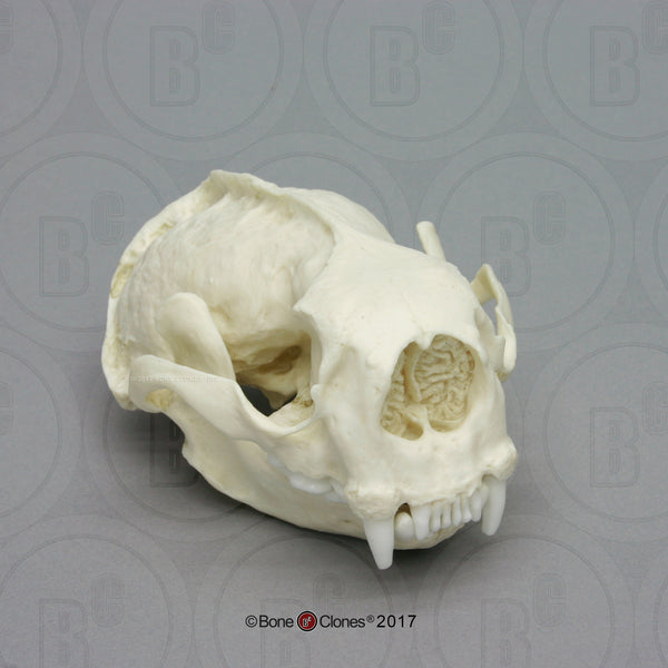 Otter Skull (Sea Otter) Cast Replica - Enhydra lutris #BC-014