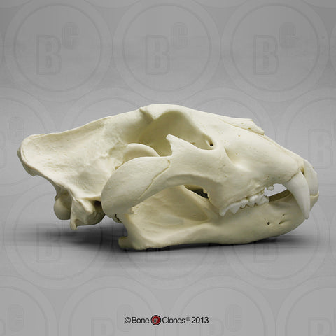 Cat Skull (African Lion) XL Cast Replica - Panthera Leo #BC-286