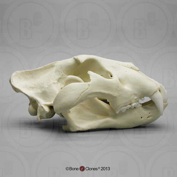Cat Skull (African Lion - male) Cast Replica - Panthera Leo #BC-054