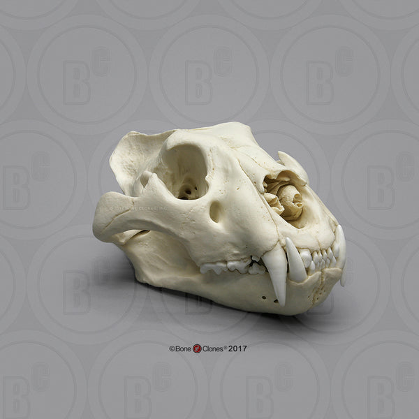 Cat Skull (African Lion) XL Cast Replica - Panthera Leo #BC-286