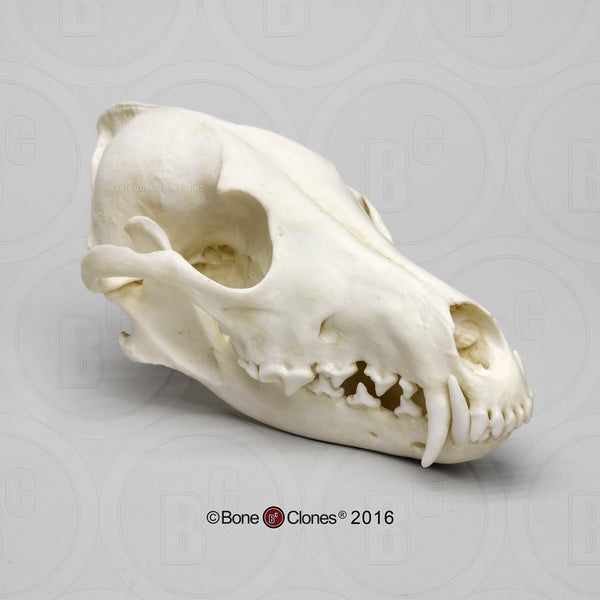 Coyote Skull Cast Replica - Canis latrans #BC-143E