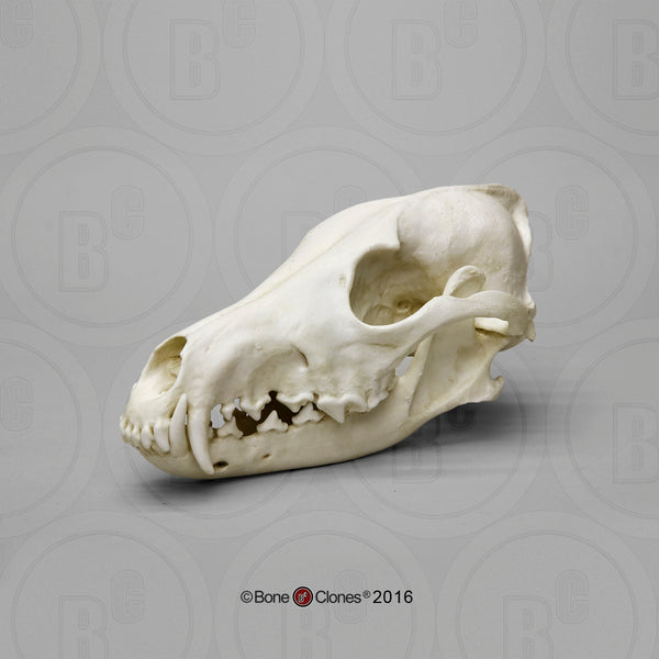 Coyote Skull Cast Replica - Canis latrans #BC-143E