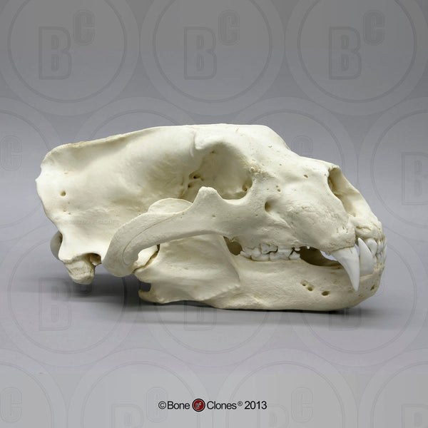 Bear Skull (Polar Bear) Cast Replica - Ursus maritimus #BC-063