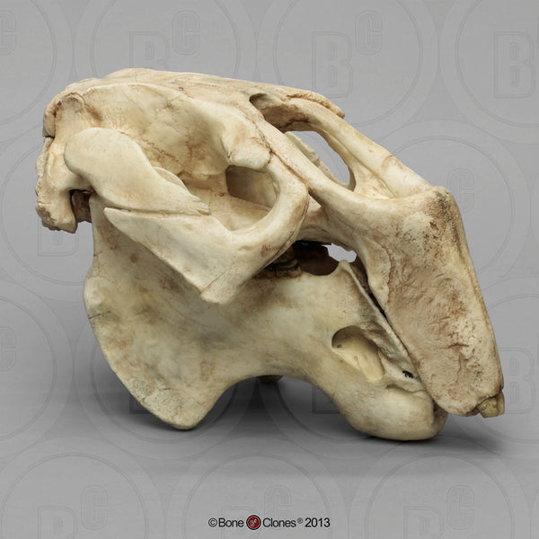 Dugong Skull (Extinct American Dugong) Cast Replica - Metaxytherium floridanum #BC-321