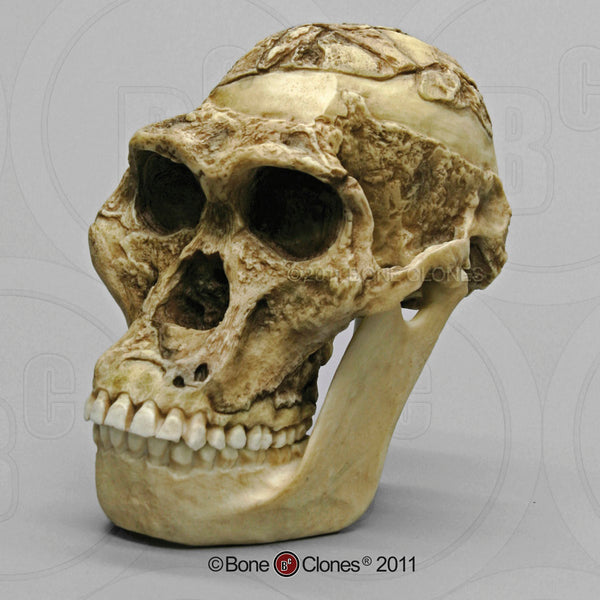 Australopithecus africanus (STS 5 - "Mrs. Ples") Cast Replica Skull with reconstructed Jaws #BH-007-C