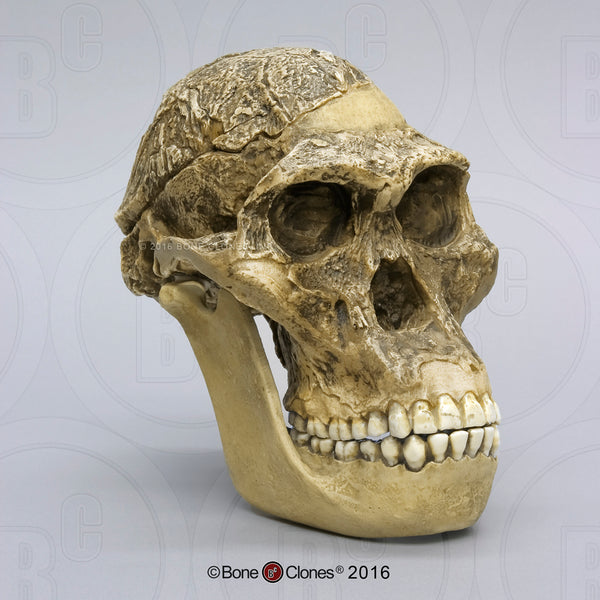 Australopithecus africanus (STS 5 - "Mrs. Ples") Cast Replica Skull with reconstructed Jaws #BH-007-C