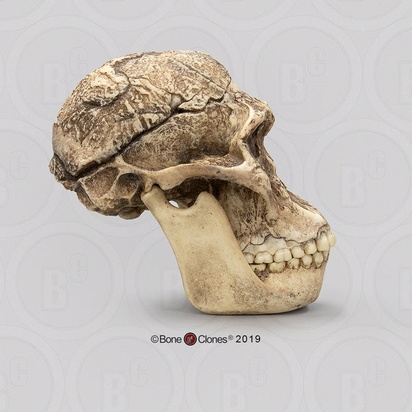 Australopithecus africanus (STS 5 - "Mrs. Ples") Cast Replica Skull with reconstructed Jaws #BH-007-C