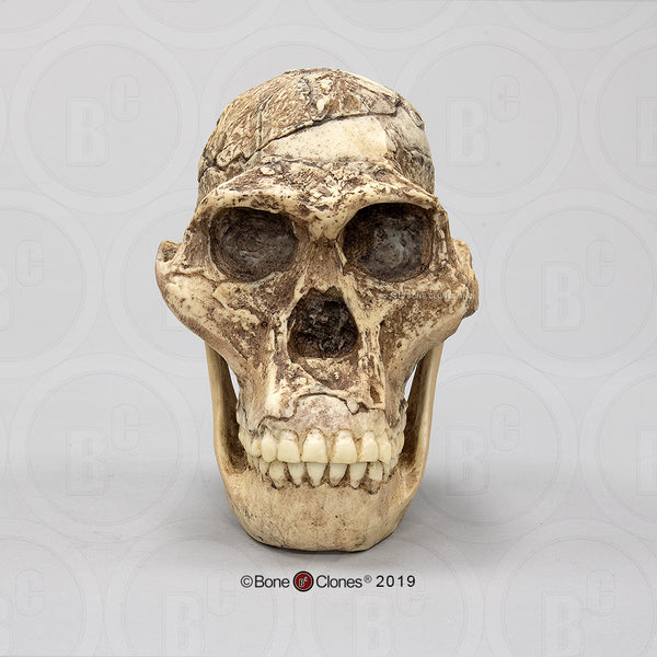 Australopithecus africanus (STS 5 - "Mrs. Ples") Cast Replica Skull with reconstructed Jaws #BH-007-C