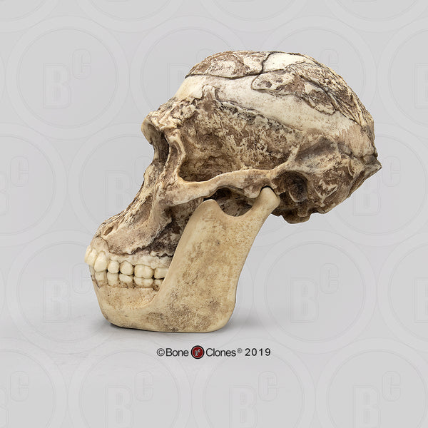 Australopithecus africanus (STS 5 - "Mrs. Ples") Cast Replica Skull with reconstructed Jaws #BH-007-C