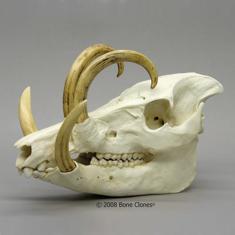 Pig Skull (Babirusa) Cast Replica - Babyrousa babyrussa #BC-251