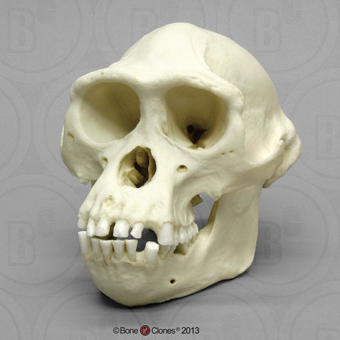 Bonobo Skull (male) Cast Replica - Pan paniscus #BC-252