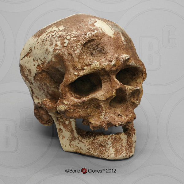 Homo sapiens (Cro-Magnon 1) Cast Replica Skull with Jaw #BH-017-C