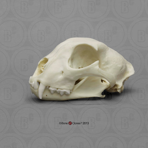 Cat Skull (Cheetah - male) Cast Replica - Acinonyx jubatus #BC-079