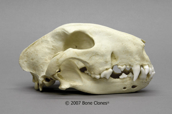 Dog Skull (White Bull Terrier) Cast Replica - Canis familiaris #BC-260