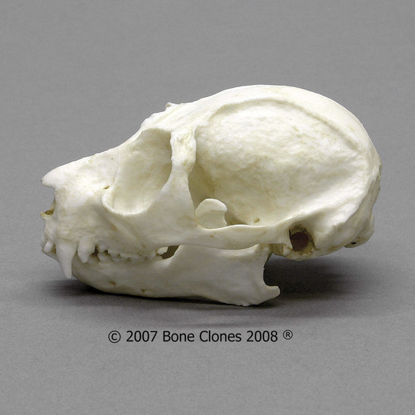 Loris Skull (Slow Loris) Cast Replica - Nycticebus coucang #BC-264