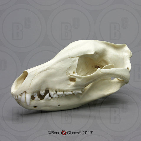 Thylacine Skull (Tasmanian Tiger) Cast Replica - Thylacinus cynocephalus #BC-012