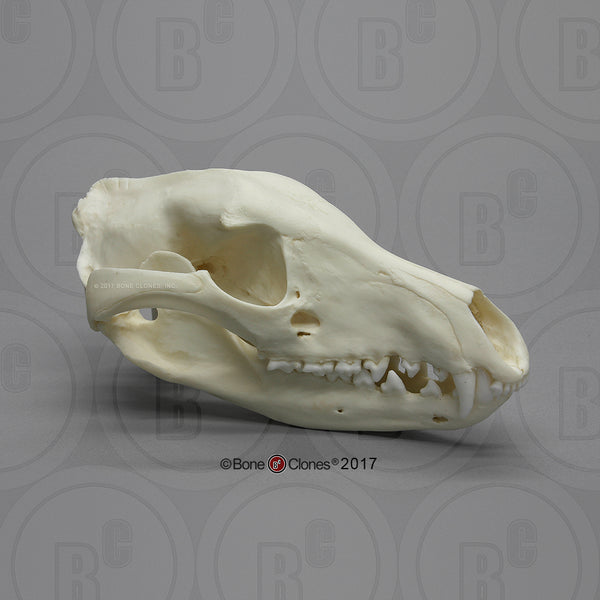 Thylacine Skull (Tasmanian Tiger) Cast Replica - Thylacinus cynocephalus #BC-012