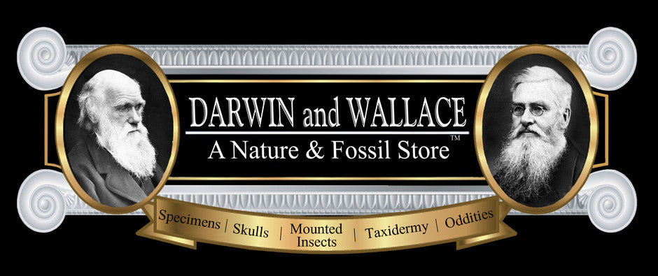 Darwin and Wallace: A Nature & Fossil Store